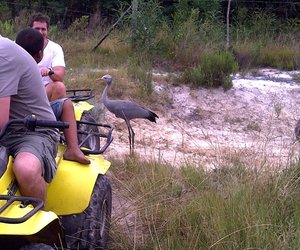 Kraanvoelkuiken braaf